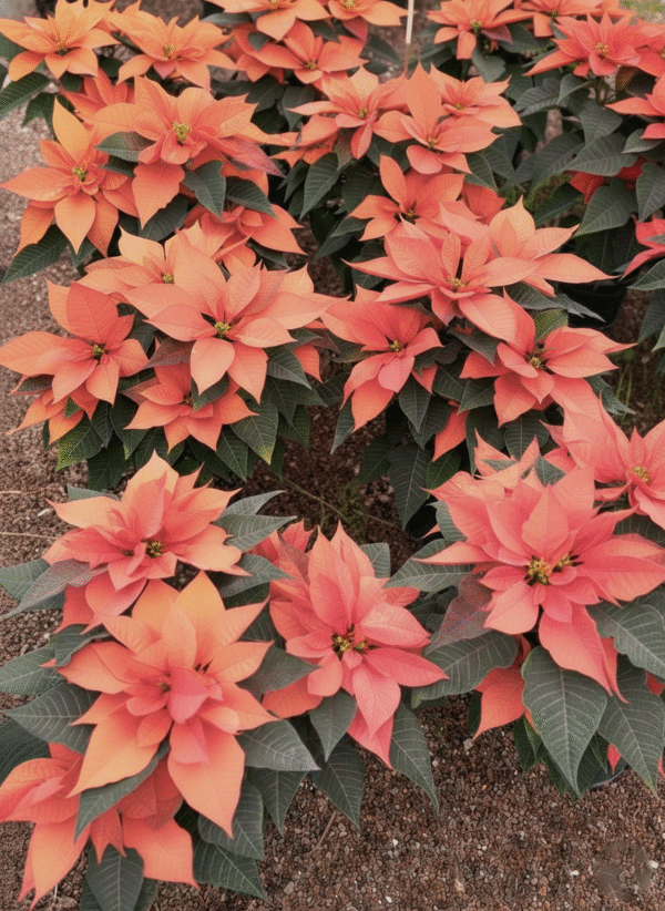 A - Macetón de Nochebuenas Louve Pink