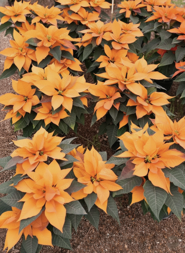 B - Macetón de Nochebuenas Cinamon Star